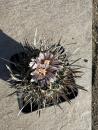 Stenocactus erectocentrus